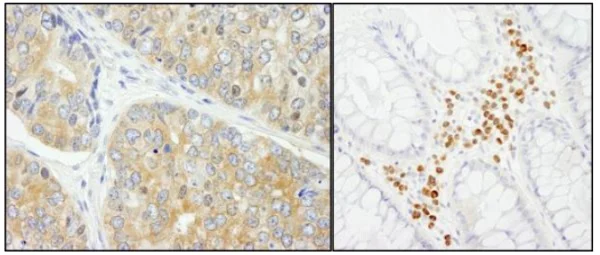 Immunohistochemistry (Formalin/PFA-fixed paraffin-embedded sections) - Anti-APP-1 antibody (AB241616)