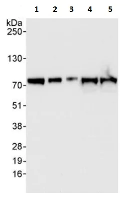 Western blot - Anti-APP-1 antibody (AB241616)