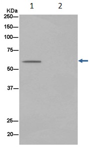 Immunoprecipitation - Anti-APPBP1 antibody [EPR15732] (AB187142), expandable thumbnail