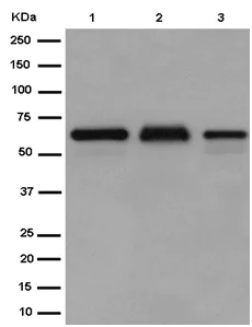 Western blot - Anti-APPBP1 antibody [EPR15732] (AB187142)