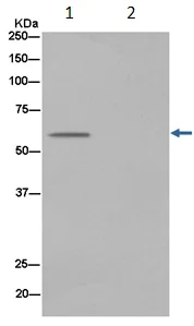 Immunoprecipitation - Anti-APPBP1 antibody [EPR15732] - BSA and Azide free (AB250906)