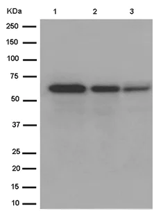 Western blot - Anti-APPBP1 antibody [EPR15732] - BSA and Azide free (AB250906)