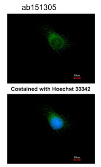 Immunocytochemistry/ Immunofluorescence - Anti-APPBP2 antibody (AB151305), expandable thumbnail