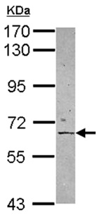 Western blot - Anti-APPBP2 antibody (AB151305), expandable thumbnail