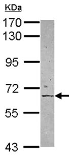 Western blot - Anti-APPBP2 antibody (AB151305)
