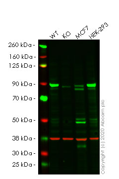 Western blot - Anti-APPL antibody [EPR13569] (AB180140)