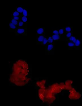 Immunocytochemistry/ Immunofluorescence - Anti-APPL antibody [EPR13569] - BSA and Azide free (AB250150)