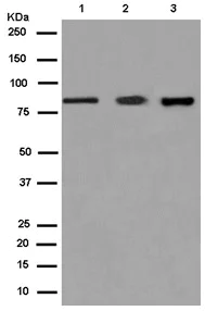 Western blot - Anti-APPL antibody [EPR13569] - BSA and Azide free (AB250150)