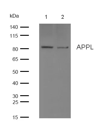 Western blot - Anti-APPL antibody [SR3775] (AB326696)