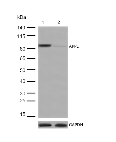 Western blot - Anti-APPL antibody [SR3775] (AB326696)