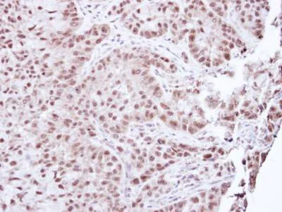 Immunohistochemistry (Formalin/PFA-fixed paraffin-embedded sections) - Anti-Aprataxin antibody (AB154413)