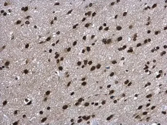 Immunohistochemistry (Formalin/PFA-fixed paraffin-embedded sections) - Anti-Aprataxin antibody (AB154413)