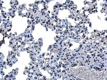 Immunohistochemistry (Formalin/PFA-fixed paraffin-embedded sections) - Anti-Aprataxin antibody (AB154413)