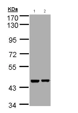 Western blot - Anti-Aprataxin antibody (AB154413)