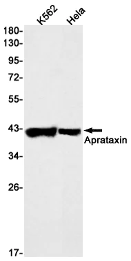 Western blot - Anti-Aprataxin Antibody [S03-9F6] (AB317382)
