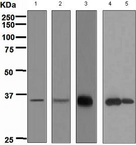 Western blot - Anti-APRIL/TNFSF13 antibody [EPR4286] - BSA and Azide free (AB247609), expandable thumbnail