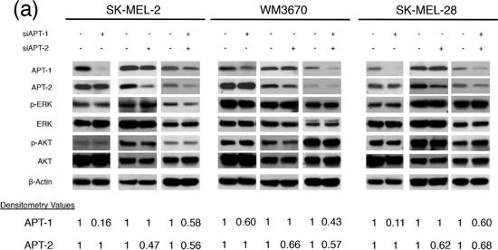 Western blot - Anti-APT-2 antibody (AB151578)