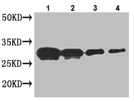 Western blot - Anti-APX2 antibody (AB222414)
