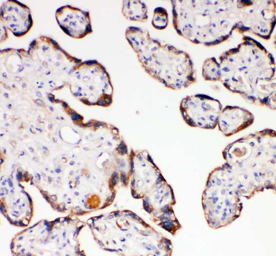 Immunohistochemistry (Formalin/PFA-fixed paraffin-embedded sections) - Anti-AQP-6 antibody - C-terminal (AB191061), expandable thumbnail