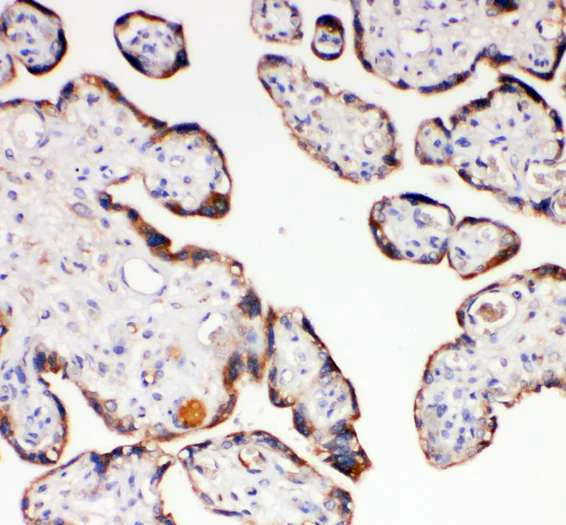 Immunohistochemistry (Formalin/PFA-fixed paraffin-embedded sections) - Anti-AQP-6 antibody - C-terminal (AB191061)