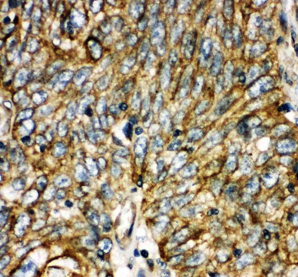 Immunohistochemistry (Formalin/PFA-fixed paraffin-embedded sections) - Anti-AQP-6 antibody - C-terminal (AB191061), expandable thumbnail