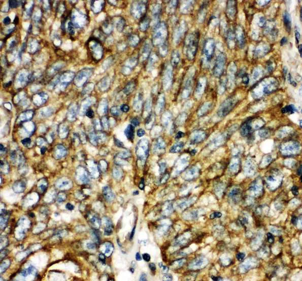 Immunohistochemistry (Formalin/PFA-fixed paraffin-embedded sections) - Anti-AQP-6 antibody - C-terminal (AB191061)