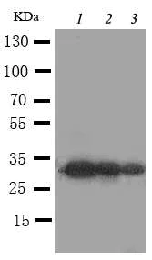 Western blot - Anti-AQP-6 antibody - C-terminal (AB191061)