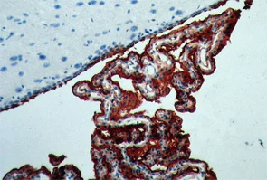 Immunohistochemistry (Formalin/PFA-fixed paraffin-embedded sections) - Anti-Aquaporin 1 antibody [1/22] (AB9566)