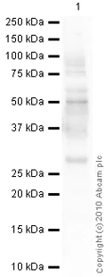 Western blot - Anti-Aquaporin 1 antibody [1/22] (AB9566)