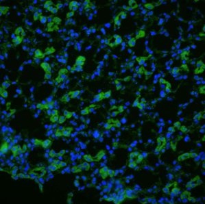 Immunocytochemistry/ Immunofluorescence - Anti-Aquaporin 1 antibody (AB125041), expandable thumbnail