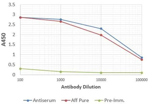 ELISA - Anti-Aquaporin 1 antibody (AB15080)