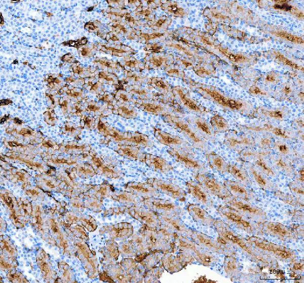 Immunohistochemistry (Formalin/PFA-fixed paraffin-embedded sections) - Anti-Aquaporin 1 antibody (AB65837)