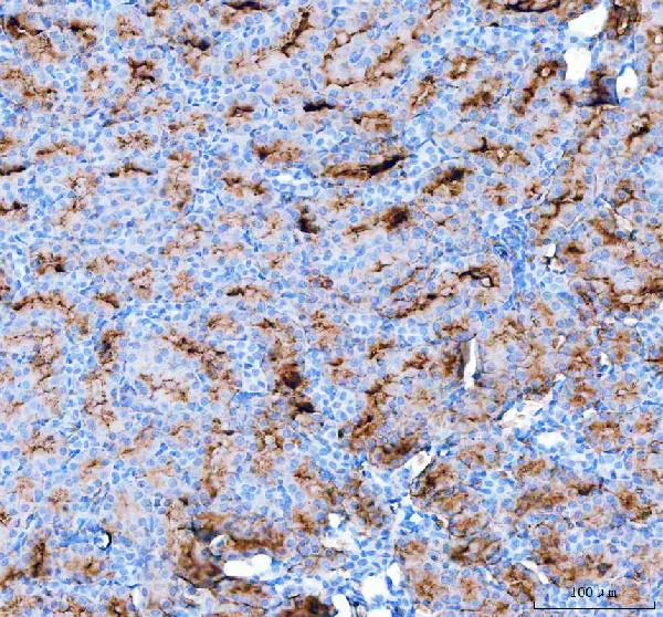 Immunohistochemistry (Formalin/PFA-fixed paraffin-embedded sections) - Anti-Aquaporin 1 antibody (AB65837)