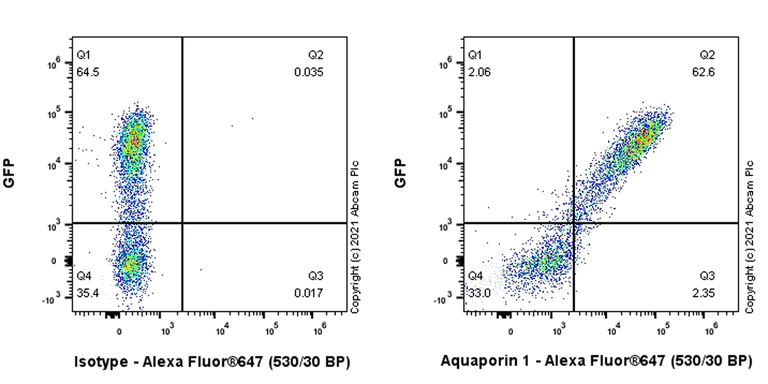 Flow Cytometry (Intracellular) - Anti-Aquaporin 1 antibody [EPR11588(B)] - BSA and Azide free (AB178352)