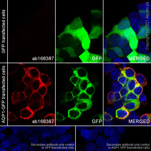 Immunocytochemistry/ Immunofluorescence - Anti-Aquaporin 1 antibody [EPR11588(B)] - BSA and Azide free (AB178352)