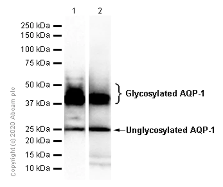 Western blot - Anti-Aquaporin 1 antibody [EPR11588(B)] - BSA and Azide free (AB178352)