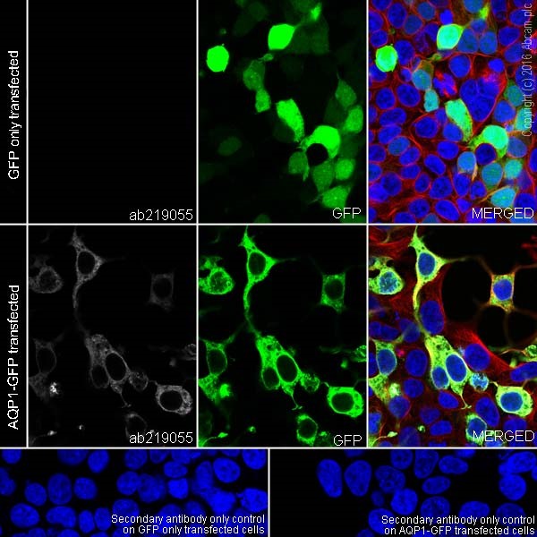 Immunocytochemistry/ Immunofluorescence - Anti-Aquaporin 1 antibody [EPR20325] (AB219055), expandable thumbnail