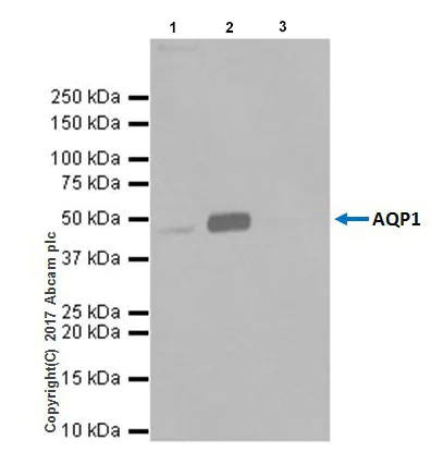 Immunoprecipitation - Anti-Aquaporin 1 antibody [EPR20325] (AB219055)