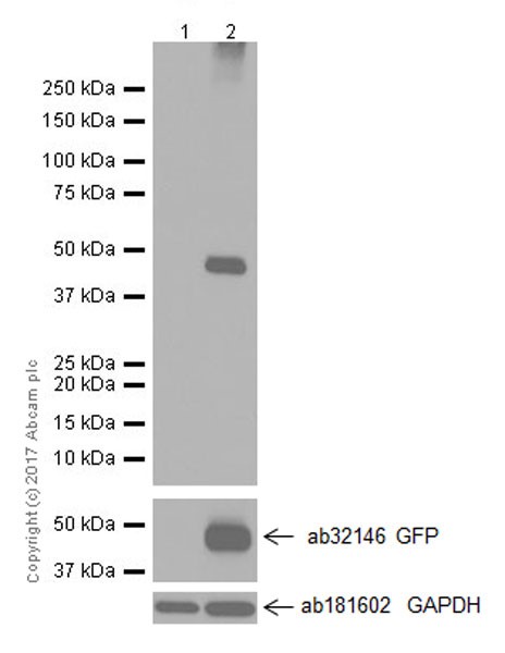 Western blot - Anti-Aquaporin 1 antibody [EPR20325] (ab219055), expandable thumbnail