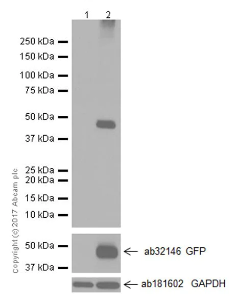Western blot - Anti-Aquaporin 1 antibody [EPR20325] (AB219055)