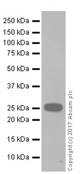 Western blot - Anti-Aquaporin 1 antibody [EPR20325] (AB219055)