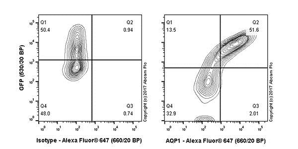 Flow Cytometry (Intracellular) - Anti-Aquaporin 1 antibody [EPR20325] - BSA and Azide free (AB232399), expandable thumbnail