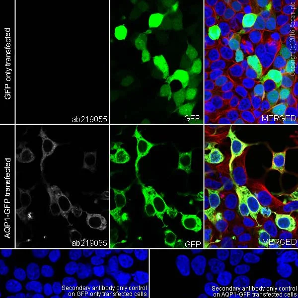 Immunocytochemistry/ Immunofluorescence - Anti-Aquaporin 1 antibody [EPR20325] - BSA and Azide free (AB232399)