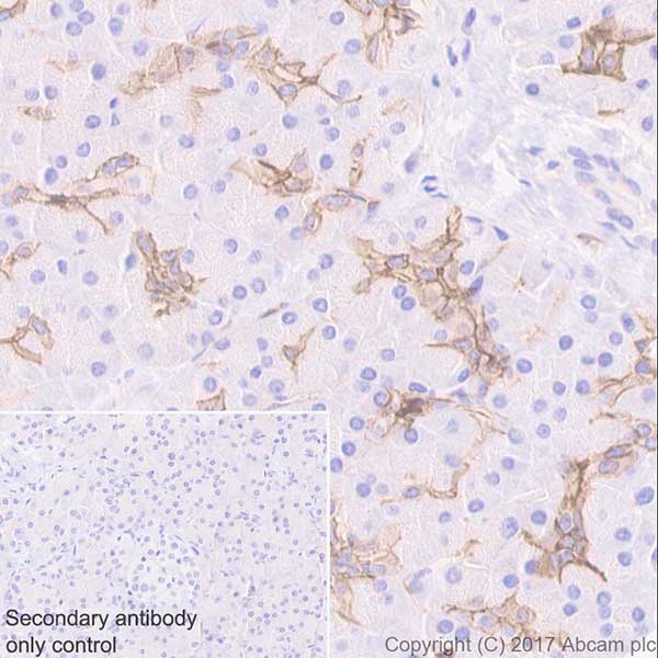 Immunohistochemistry (Formalin/PFA-fixed paraffin-embedded sections) - Anti-Aquaporin 1 antibody [EPR20325] - BSA and Azide free (AB232399), expandable thumbnail