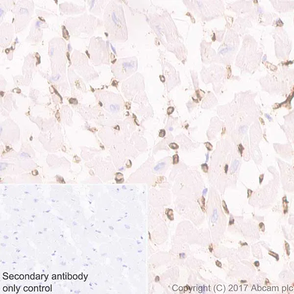 Immunohistochemistry (Formalin/PFA-fixed paraffin-embedded sections) - Anti-Aquaporin 1 antibody [EPR20325] - BSA and Azide free (AB232399)