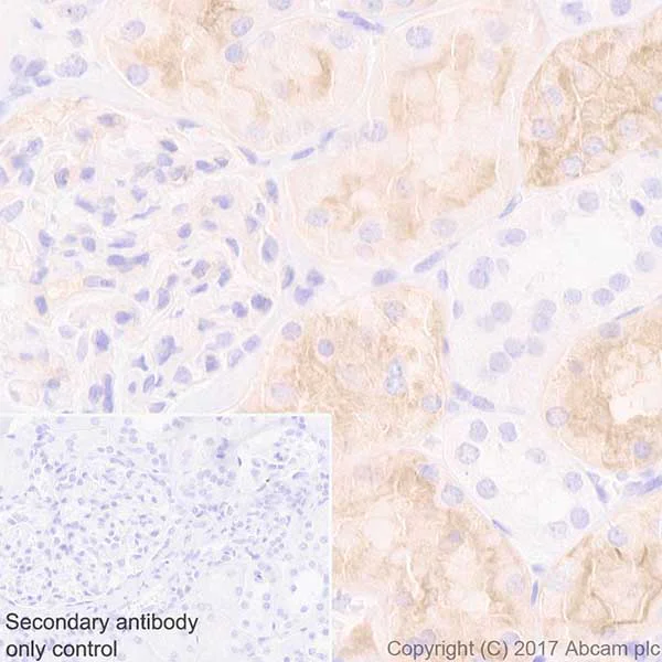 Immunohistochemistry (Formalin/PFA-fixed paraffin-embedded sections) - Anti-Aquaporin 1 antibody [EPR20325] - BSA and Azide free (AB232399)