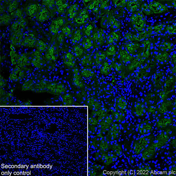 Immunohistochemistry (Frozen sections) - Anti-Aquaporin 1 antibody [EPR26554-46] (AB300463)