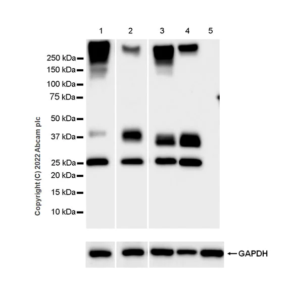 Western blot - Anti-Aquaporin 1 antibody [EPR26554-46] (AB300463)