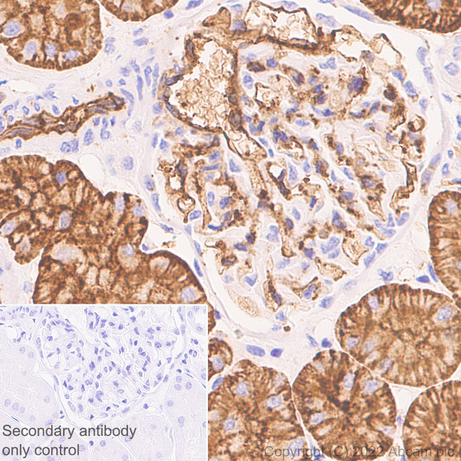 Immunohistochemistry (Formalin/PFA-fixed paraffin-embedded sections) - Anti-Aquaporin 1 antibody [EPR26554-46] (BSA and Azide free) (ab300464), expandable thumbnail