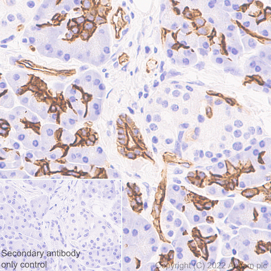 Immunohistochemistry (Formalin/PFA-fixed paraffin-embedded sections) - Anti-Aquaporin 1 antibody [EPR26554-46] (BSA and Azide free) (ab300464), expandable thumbnail